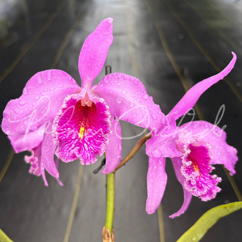 Cattleya maxima 'Gorgeous' — Palmer Orchids